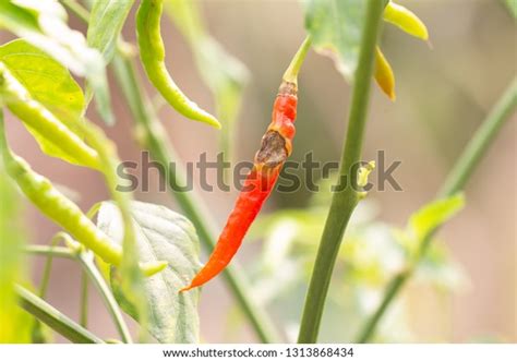 Anthracnose Diseases Red Chilli On Plant Stock Photo 1313868434 ...