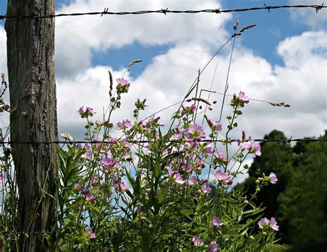 Along The Fence Photograph by Vickie Szumigala - Fine Art America