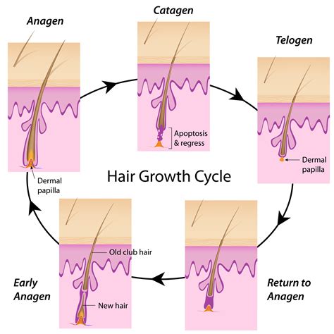 Hair Growth Cycle — Village Dermatology