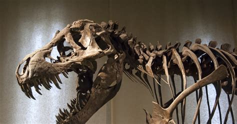 Were dinosaurs warm- or cold-blooded? Clues lie in their breath and bones