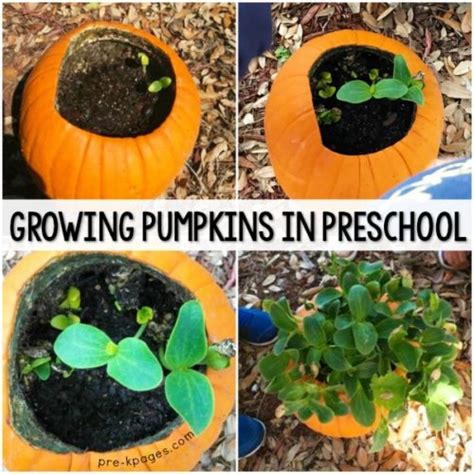 Planting Pumpkin Seeds In A Pumpkin Preschool Activity