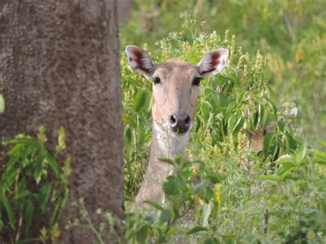 ANIMALS FOUND IN RAJAJI NATIONAL PARK | RAJAJI NATIONAL PARK