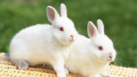 White Rabbit HD Wallpapers | HD Wallpapers | ID #31897