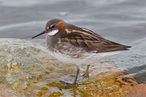 Red-necked Phalarope photos and wallpapers. Collection of the Red-necked Phalarope pictures