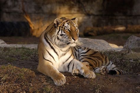 Saint Louis Zoo: St. Louis Attractions Review - 10Best Experts and Tourist Reviews