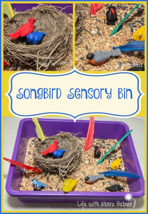 Songbird Sensory Bin | Sensory bins, Toddler sensory, Baby sensory play