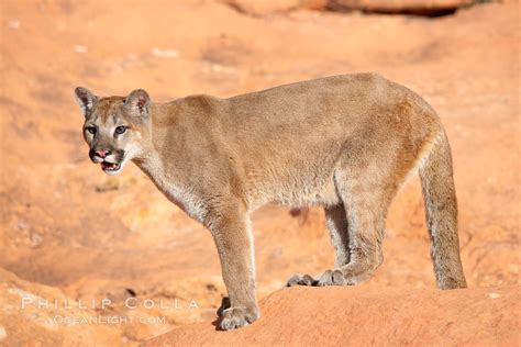 Mountain lion, Puma concolor photo, #12307