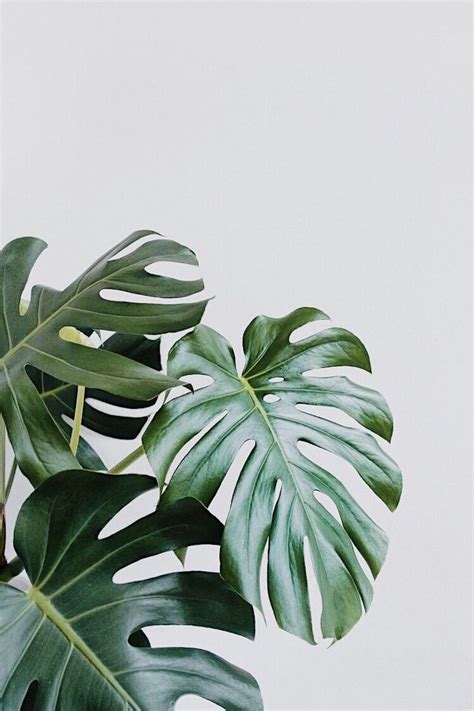 Monstera Plant is a Unique Addition to your Home or Office Available ...