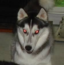 20 Best Scary images | Husky, Dogs, Scary