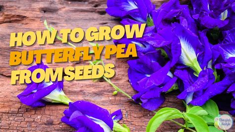 How to Grow Butterfly Pea from Seeds: The Complete Guide - YouTube