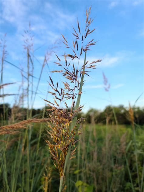 Warm Season Grass Tour - Pennypack Ecological Restoration ...