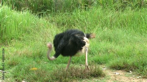 Ostrich running. Stock Video | Adobe Stock