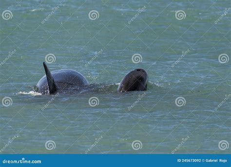 Mother and Baby Orca Swimming at the Surface, Stock Photo - Image of ...