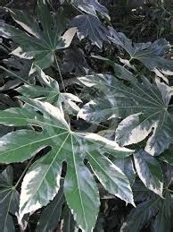 Fatsia japonica 'Variegata' (AGM) is a so much better plant than the parent species, Fatsia ...