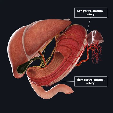 Arterial supply to the stomach | Complete Anatomy