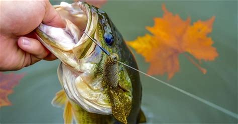 5 Soft Plastic Lures for Fall Bass Fishing