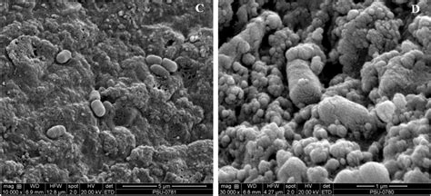 Scanning electron microscopy of calcium alginate beads. (A) Alginate... | Download Scientific ...