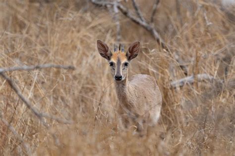 Ducking and Diving – The Duiker’s Daunting Day-to-Day