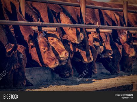 Limousine Bulls On Image & Photo (Free Trial) | Bigstock