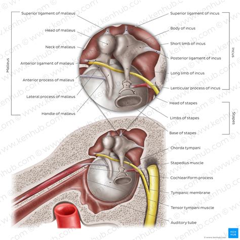 Ossicles: Anatomy and functions