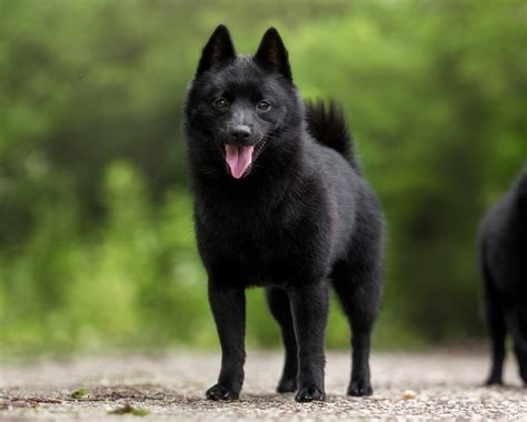 Schipperke Puppies - Animal Kingdom | Puppies N Love