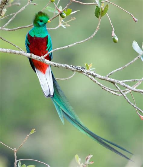 Resplendent Quetzal (male) | Nature birds, Beautiful birds, Pet birds