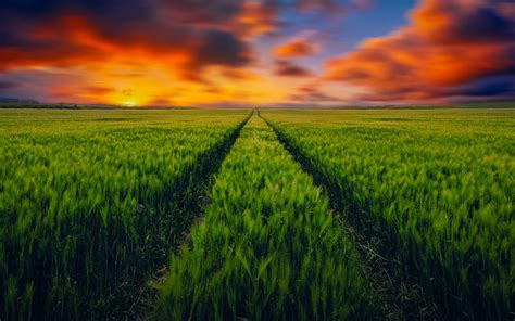 Grass field Wallpaper 4K, Green Grass, Farm Land