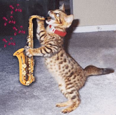 Musicians GIF - Find & Share on GIPHY