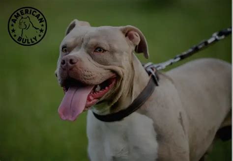 Training Tips and Techniques for American Bullies