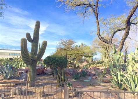 Red House Garden: The Ethel M. Chocolate Factory's Botanical Cactus Garden