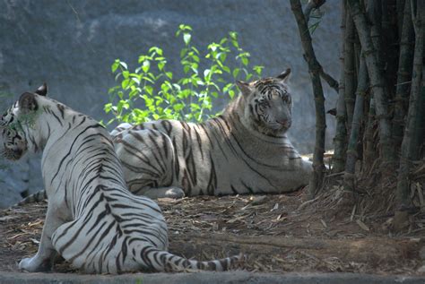 Arignar Anna Zoological Park | Well Known Places