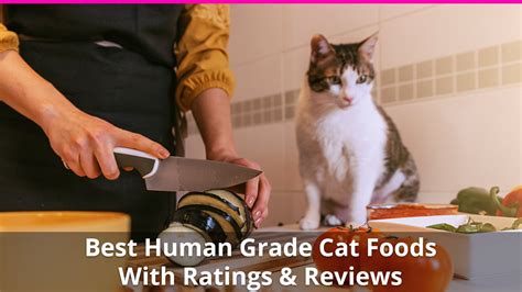 Best Human Grade Cat Food Reviews of the Top Wet and Dry Brands