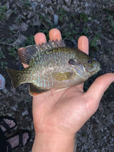 Is this a hybrid bluegill? : Fishing