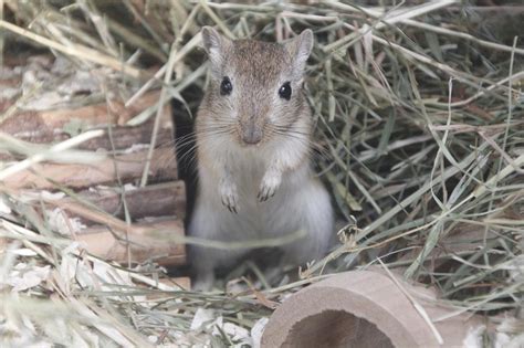 What's the Difference Between a Gerbil and a Mouse?