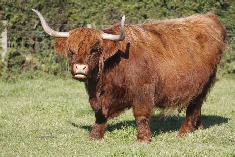 55 Aberdeen angus cattle Stock Pictures, Editorial Images and Stock ...