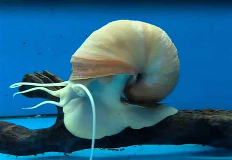 Mystery Snail – Detailed Guide: Care, Diet and Breeding - Shrimp and ...