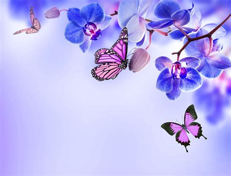 Blue Orchid Wallpapers - Top Free Blue Orchid Backgrounds - WallpaperAccess