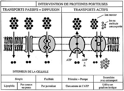 Diffusion et transports à travers la membrane cytoplasmique