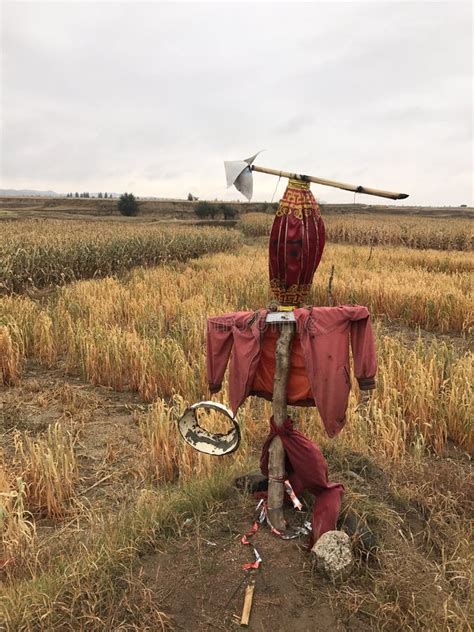 Corn Field Scarecrow stock image. Image of stalks, scarecrow - 15991129