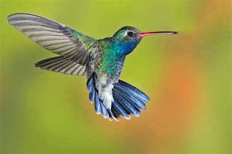 The hummingbird is the only bird that can fly backwards. (Broad-Billed Hummingbird as found on ...