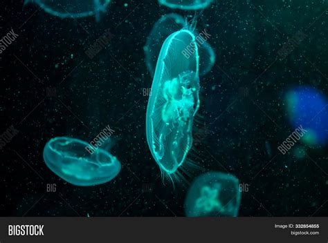 Jellyfish Pacific Sea Image & Photo (Free Trial) | Bigstock