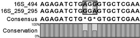 16S rRNA alignment with distinction of nucleotide differences shown as... | Download Scientific ...