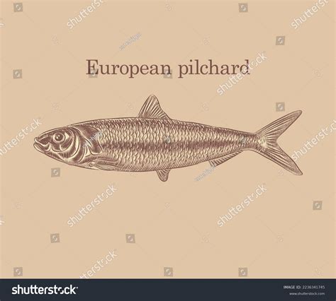 Illustration Fish European Pilchard Details Highlights Stock Vector ...