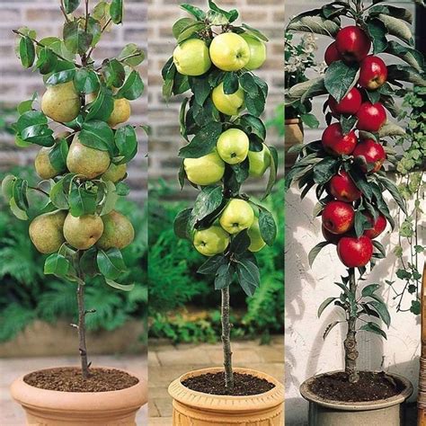 Growing Fruit Trees in Containers | Frutales en maceta, Cultivo de árboles frutales, Arboles ...