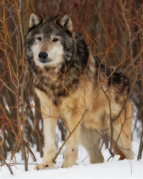 Wolf in Brush by Jerry Fornarotto in 2021 | Animals wild, Wolf, Animals