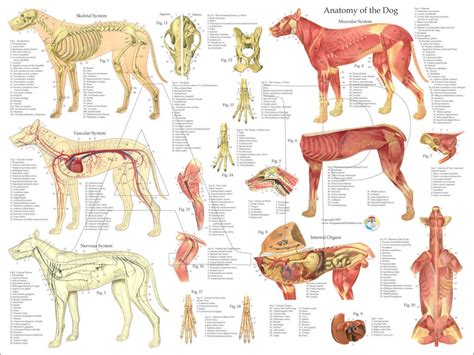 Dog Muscular Skeletal Nerves Canine Anatomy Poster 18 X - Etsy UK