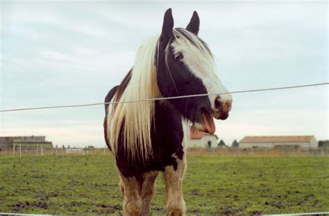 File:Horse yawning.jpg - Wikimedia Commons