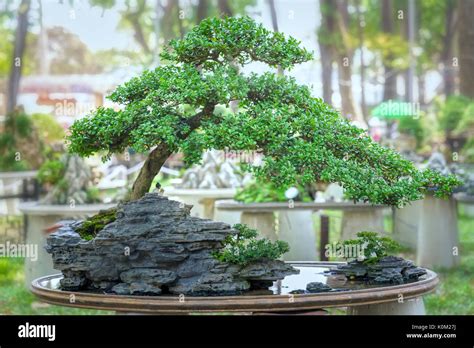 Bonsai and Penjing with miniature beautiful in nature Stock Photo: 155334134 - Alamy