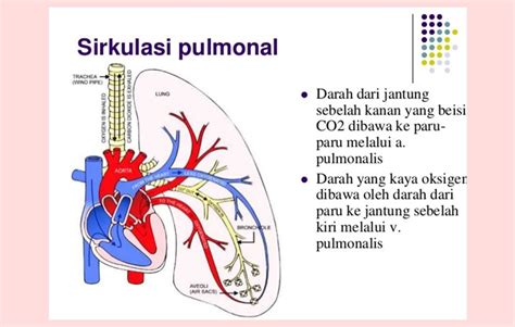 Sistem Peredaran Darah (Sirkulasi) Manusia - cekrisna