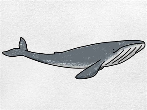 Blue Whale Drawing - HelloArtsy